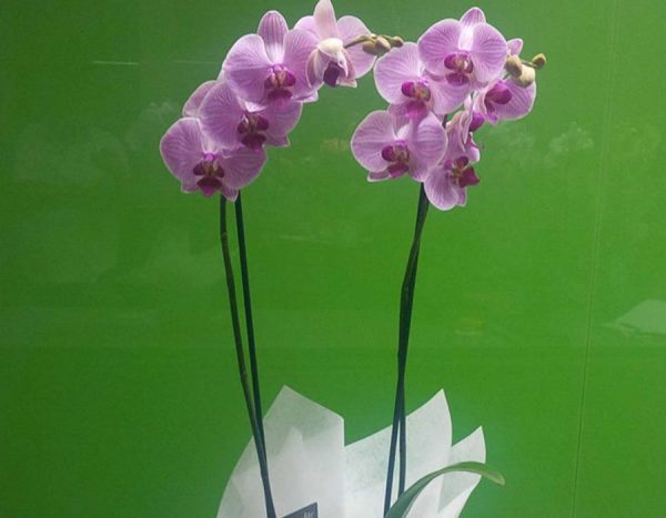 Orquídea de temporada