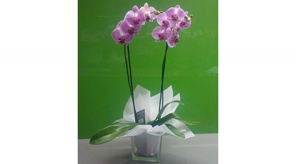 Orquídea para nacimiento